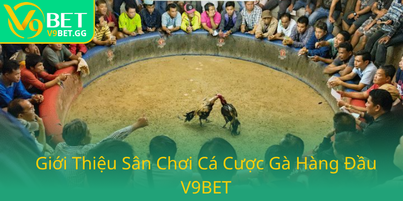Đá Gà V9BET - Sân Chơi Cá Cược Không Thể Bỏ Lỡ Trong 2025 1 Gioi Thieu San Choi Ca Cuoc Ga Hang Dau V9Bet4